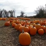 Parlee Farms Pumpkin Picking Hayride & Fun Activities photo