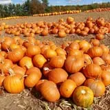 Parlee Farms Pumpkin Picking Hayride & Fun Activities photo