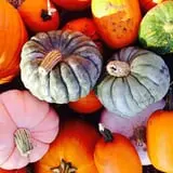 Parlee Farms Pumpkin Picking Hayride & Fun Activities photo
