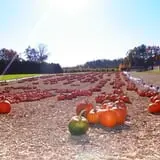 Parlee Farms Pumpkin Picking Hayride & Fun Activities photo