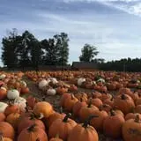 Parlee Farms Pumpkin Picking Hayride & Fun Activities photo