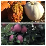 Parlee Farms Pumpkin Picking Hayride & Fun Activities photo