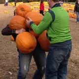 Parlee Farms Pumpkin Picking Hayride & Fun Activities photo