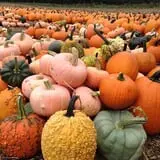 Parlee Farms Pumpkin Picking Hayride & Fun Activities photo