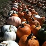 Parlee Farms Pumpkin Picking Hayride & Fun Activities photo