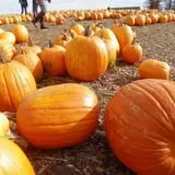 Parlee Farms Pumpkin Picking Hayride & Fun Activities photo