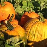 Parlee Farms Pumpkin Picking Hayride & Fun Activities photo