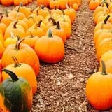 Parlee Farms Pumpkin Picking Hayride & Fun Activities photo