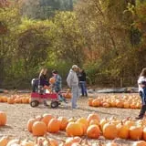Parlee Farms Pumpkin Picking Hayride & Fun Activities photo