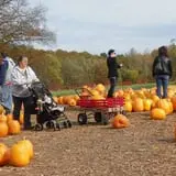 Parlee Farms Pumpkin Picking Hayride & Fun Activities photo