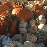 Parlee Farms Pumpkin Picking Hayride & Fun Activities photo