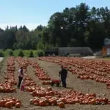 Parlee Farms Pumpkin Picking Hayride & Fun Activities photo