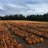 Parlee Farms Pumpkin Picking Hayride & Fun Activities photo