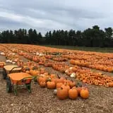Parlee Farms Pumpkin Picking Hayride & Fun Activities photo