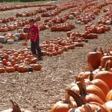 Parlee Farms Pumpkin Picking Hayride & Fun Activities photo