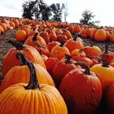 Parlee Farms Pumpkin Picking Hayride & Fun Activities photo