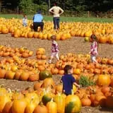 Parlee Farms Pumpkin Picking Hayride & Fun Activities photo