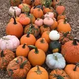Parlee Farms Pumpkin Picking Hayride & Fun Activities photo