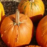 Parlee Farms Pumpkin Picking Hayride & Fun Activities photo
