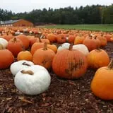 Parlee Farms Pumpkin Picking Hayride & Fun Activities photo