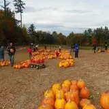 Parlee Farms Pumpkin Picking Hayride & Fun Activities photo