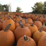 Parlee Farms Pumpkin Picking Hayride & Fun Activities photo