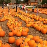 Parlee Farms Pumpkin Picking Hayride & Fun Activities photo