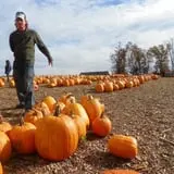 Parlee Farms Pumpkin Picking Hayride & Fun Activities photo