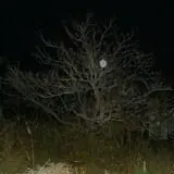Bats in the Belfry Ghost Tours photo