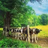Bellvale Farms photo