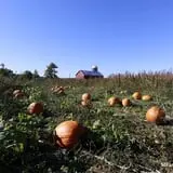 Bellvale Farms photo