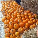 Piedmont Avenue Pumpkin Patch photo