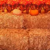 Piedmont Avenue Pumpkin Patch photo