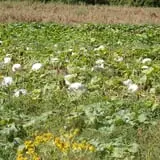 Doe Run Farm photo