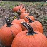 Doe Run Farm photo