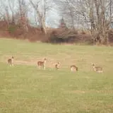 Doe Run Farm photo