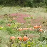 Doe Run Farm photo