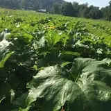 Doe Run Farm photo