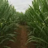 Doe Run Farm photo