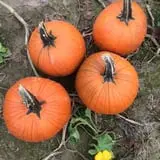 Doe Run Farm photo