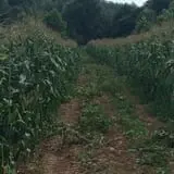 Doe Run Farm photo