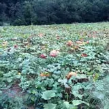 Doe Run Farm photo