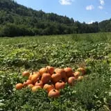 Doe Run Farm photo