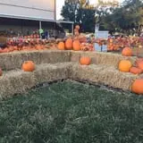 St. Luke's United Methodist Church Pumpkin Patch photo