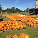 St. Luke's United Methodist Church Pumpkin Patch photo