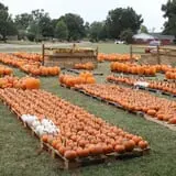 St. Luke's United Methodist Church Pumpkin Patch photo