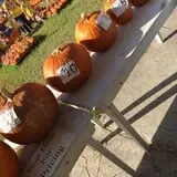 St. Luke's United Methodist Church Pumpkin Patch photo