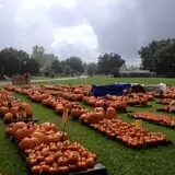 St. Luke's United Methodist Church Pumpkin Patch photo