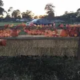 St. Luke's United Methodist Church Pumpkin Patch photo
