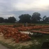 St. Luke's United Methodist Church Pumpkin Patch photo